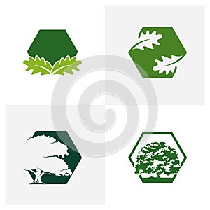Set of Oak leaf logo design vector illustration, Creative oak tree logo design concept template, symbols icons