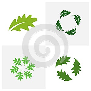 Set of Oak leaf logo design vector illustration, Creative oak tree logo design concept template, symbols icons