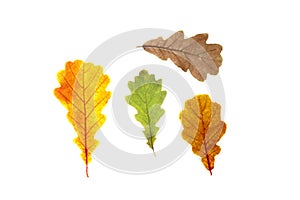 Set of oak tree leaves of diffrent autumn colors, isolated on white