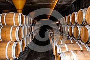 Set of oak wine barrels