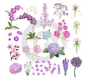 Set of objects of different flowers. Vector illustration