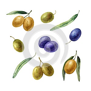 Set with olive branches, leaves, fruits. Watercolor illustration isolated on white