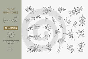 A set of Olive Branches in a Modern Linear Minimal Style. Vector Illustrations of Branches With fruits and Leaves
