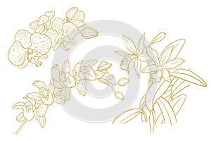 Set of one-colored outlined orchids