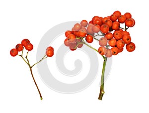 Set of orange autumn rowanberries isolated