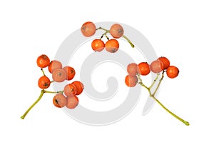 Set of orange autumn rowanberries isolated