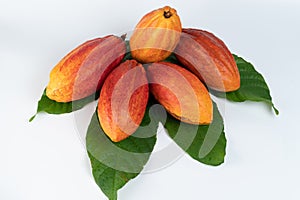 Set of orange color cacao pods