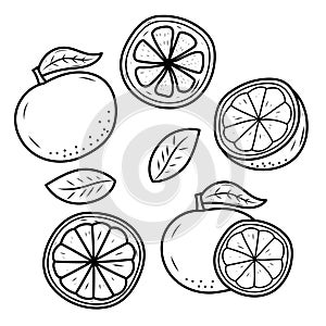 Set of orange fruit vector illustrations in cute hand-drawn styl