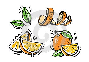 Set of orange fruits on white background