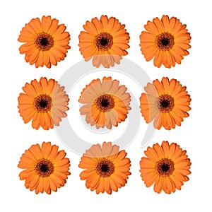 Set of orange gerbera flowers isolated on white.