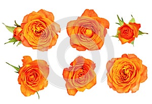 Set of orange rose flower and leaves