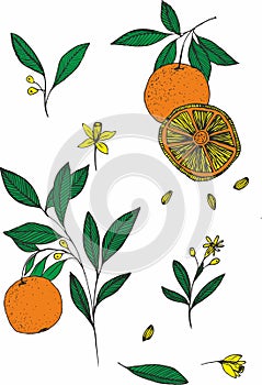 Set with oranges. Citrus tree branch collection. Vector elements isolated on white background