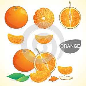 Set of oranges with leaf in various styles