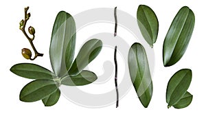 A set of orchid leaves, stem, branch and buds isolated
