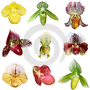 Set of Orchids photo