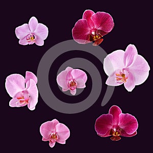 Set of orchids isolated on dark purple background. Orchid flowers for design.