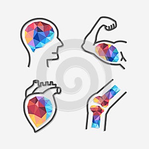 Set of organs design conceptual polygon style, Smart brain, Strong healthy  heart, Powerful muscles arm and Strong bone