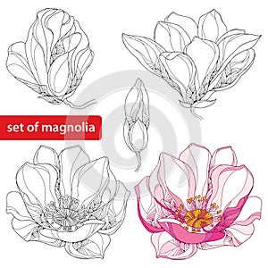 Set with ornate magnolia flowers and buds on white background. Floral elements in contour style