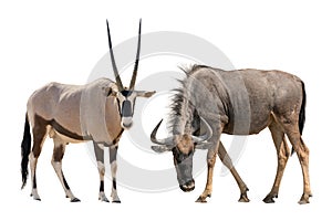 Set of oryx or gemsbuck and blue wildebeest portraits