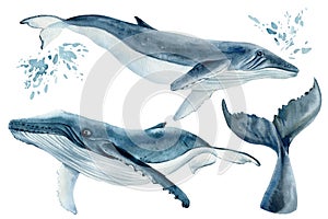 Set os whales on isolated white background, watercolor illustration. Blue whale