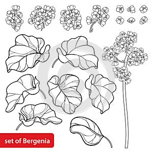 Set of outline Bergenia flower, buds and leaves in black isolated on white background.