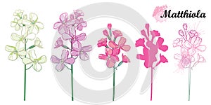 Set with outline Matthiola flower bunch, bud and leaves in pastel colored isolated on white background.