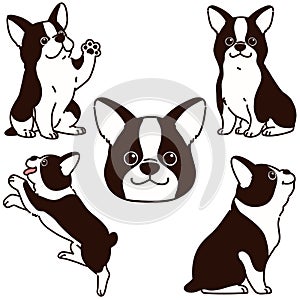 Set of outlined cute Boston Terrier illustrations