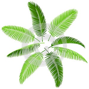 Set of palm leaves