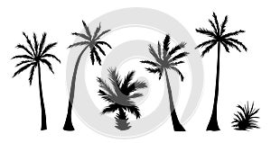 Set of palm tree black silhouettes vector isolated