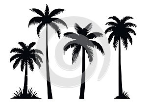 Set of palm tree silhouette. Tropical black jungle plants. Vector on white background