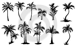 Set of palm trees. Collection of silhouette of palm tree. The contours of tropical plants. Black white illustration of