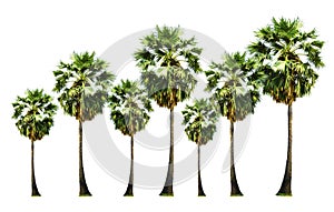 Set of Palmsugar tree isolated on white background