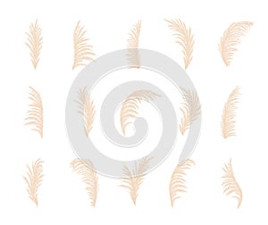Set of pampas grass. Dry cortaderia in beige colors. Bohemian dried flowers. Vector illustration isolated on white