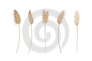 Set of pampas grass stems.Floral ornament elements in boho style. photo