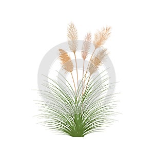 Set of pampas grass stems.Floral ornament elements in boho style. photo