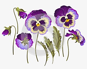 Set of pansy flowers