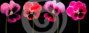 Set pansy flowers purple, red, violet on black isolated background with clipping path. Closeup.