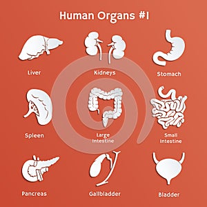 Set of paper icons with human internal organs