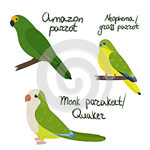 Set of parrot - amazon, neophema grass , monk quaker , in cartoon style on white background.