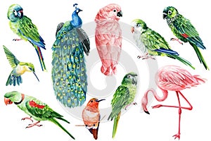 Set of parrots, cockatoo, peacock, hummingbird and flamingo. Birds on isolated white background, watercolor illustration