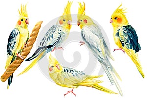 Set of parrots on isolated background, cockatiel parrot, hand drawing. Watercolor tropical birds