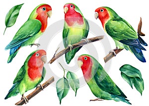 Set of parrots. Lovebirds watercolor, tropical birds illustration on a white background