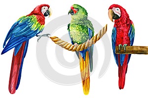 Set parrots, tropical birds, isolated white background, Hand painted watercolor illustration