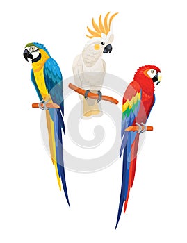 Set of parrots. Vector illustration.