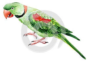 Set of parrots on a white isolated background, watercolor illustration, hand drawing, tropical birds.