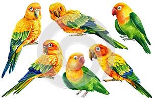 Set Parrots, yellow tropical birds, on an isolated white background, watercolor illustration, lovebird drawing