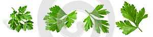 Set of parsley leaves on a white background. Isolated greens close-up