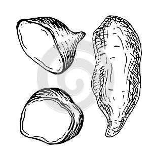 Set with part of sweet potatoes vector illustration isolated on white. Whole of batata ink outline hand drawn. Tuber