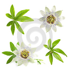Set with Passiflora plant passion fruit flowers and leaves on white background