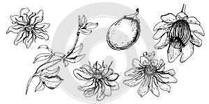 Set of passion flower plant, maracuja illustration isolated on white. Tropical plant, stem and fruit vector hand drawn